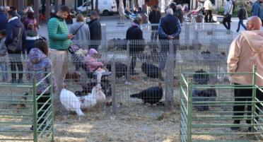 Mercado de Navidad y Feria de capones y aves de Valls