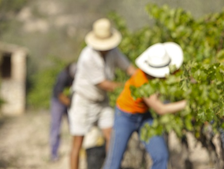DOQ Priorat