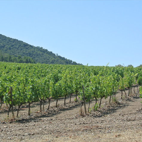 DO Conca de Barberà