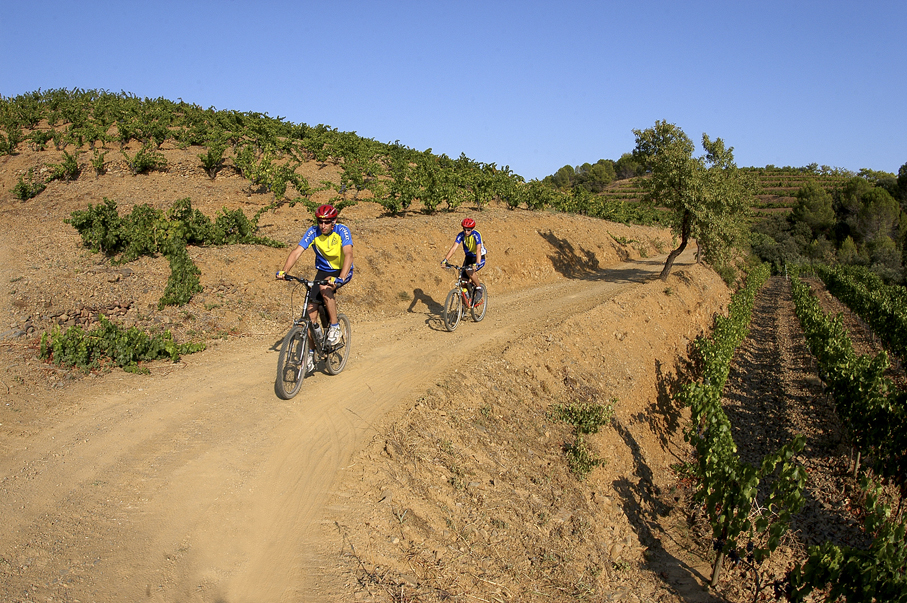 BTT entre vinyes