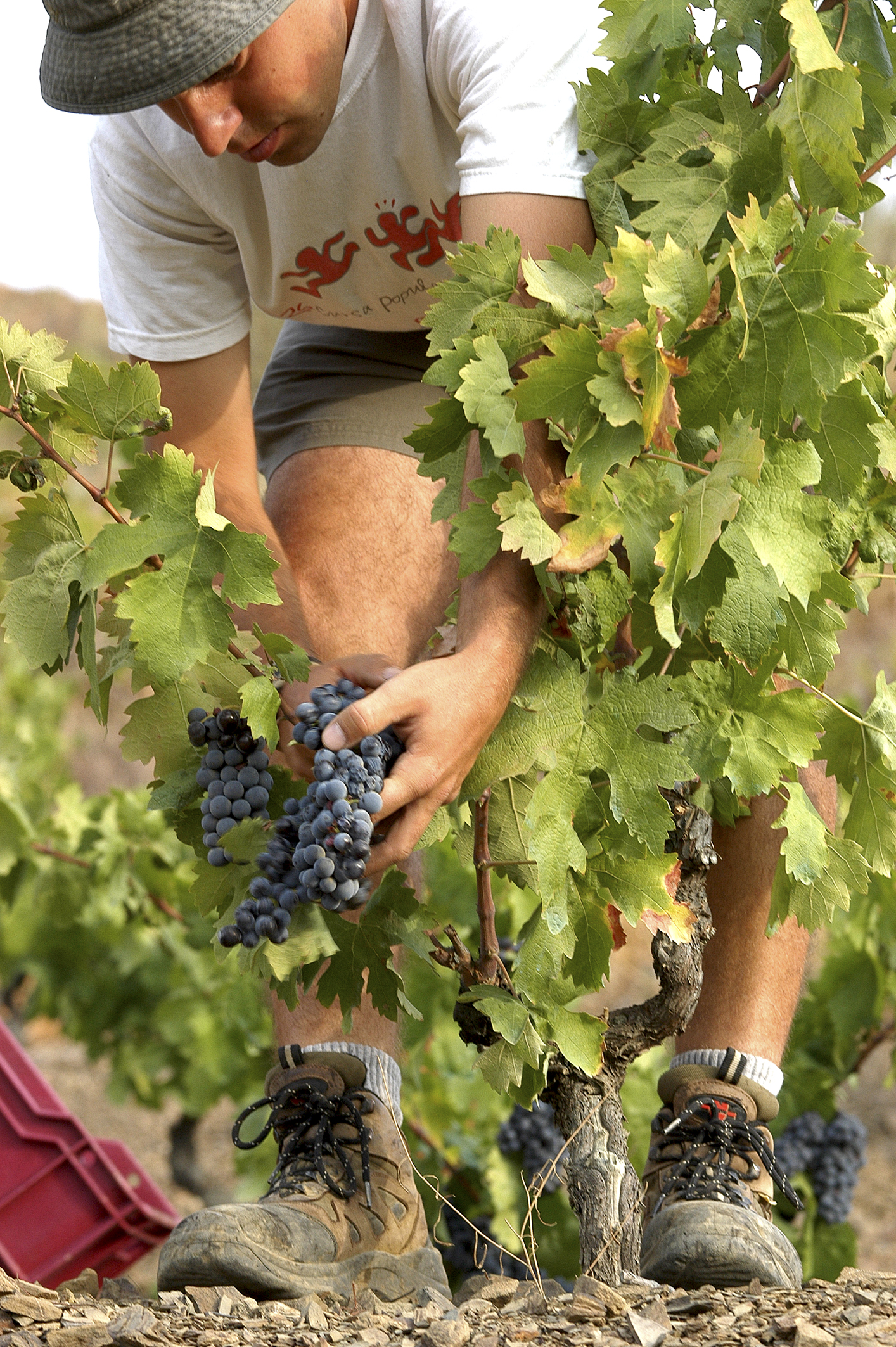 Vi del Priorat