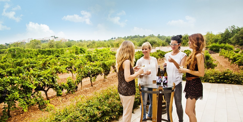 Paisatge vinyes_Celler Avgvstvs Forvm